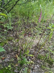 Spiranthes australis