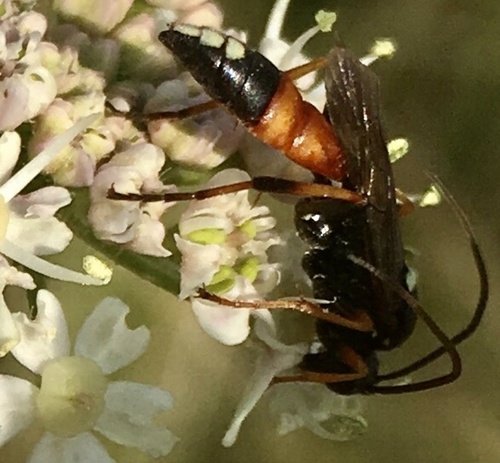 Ichneumon formosus