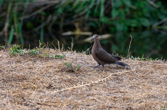 Streptopelia semitorquata
