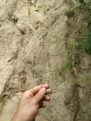 Asparagus schoberioides