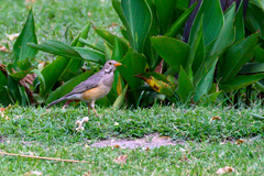 Turdus libonyana