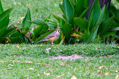 Turdus libonyana