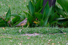 Turdus libonyana