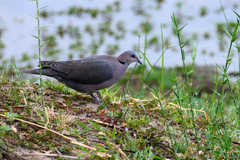 Streptopelia semitorquata
