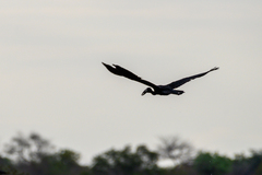 Anastomus lamelligerus