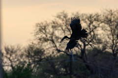 Anastomus lamelligerus