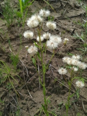 Erigeron manshuricus