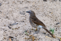 Turdoides hartlaubii