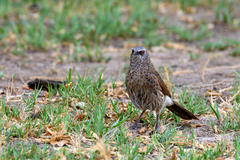 Turdoides hartlaubii