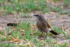 Turdoides hartlaubii