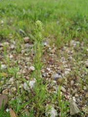 Salsola collina