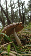 Amanita esculenta