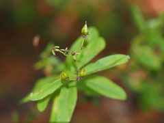 (c) Clay Gibbons, some rights reserved (CC BY) Hypericum nudiflorum, photograph (c) Clay Gibbons, some rights reserved (CC BY)
