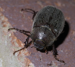Phyllophaga crenulata