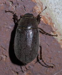 Phyllophaga crenulata