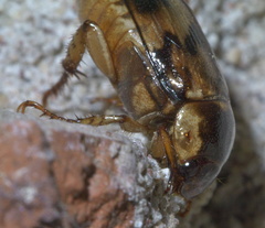 Anomala undulata