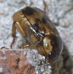 Anomala undulata