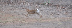 Oryctolagus cuniculus