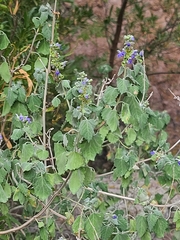 author not stated, no rights reserved Salvia pinguifolia, photograph author not stated, no rights reserved