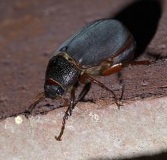 Phyllophaga prunina