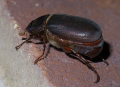Phyllophaga prunina