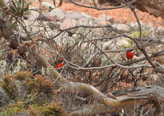 Epthianura tricolor