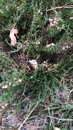 Woodland Grasshopper, Rozendaal, Gelderland, NL, photo 8 of 10