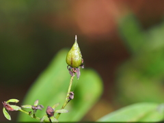Hypericum nudiflorum