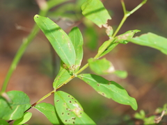 (c) Clay Gibbons, some rights reserved (CC BY) Hypericum nudiflorum, photograph (c) Clay Gibbons, some rights reserved (CC BY)