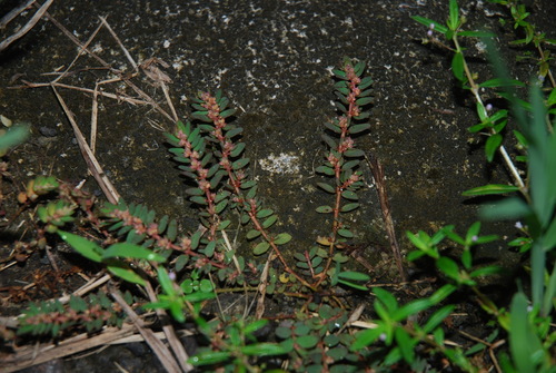 Euphorbia thymifolia image