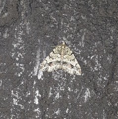 Eubolina impartialis