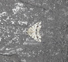 Eubolina impartialis