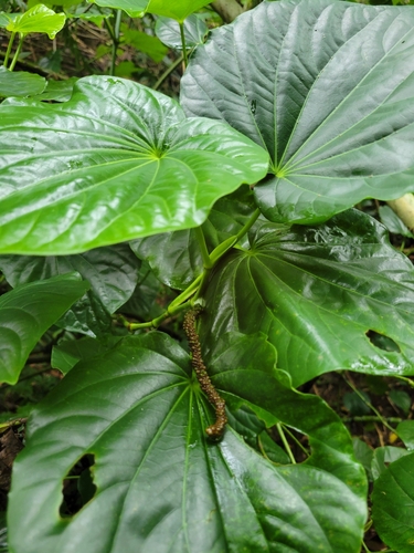 Macropiper latifolium observed 2025-01-13