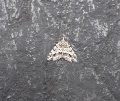 Eubolina impartialis