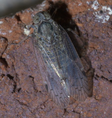 Melanoliarus aridus