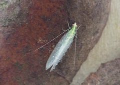 Chrysoperla externa