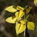 Diuris chryseopsis - Photo (c) Reiner Richter, algunos derechos reservados (CC BY-NC-SA), uploaded by Reiner Richter