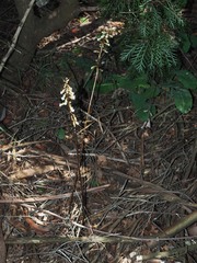 Gastrodia sesamoides