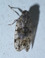 Melanoliarus placitus