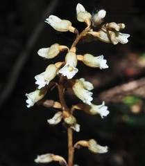 Gastrodia sesamoides