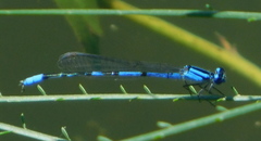 Enallagma semicirculare