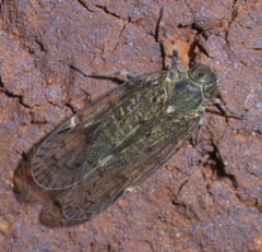 Melanoliarus placitus