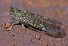 Melanoliarus placitus