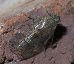 Melanoliarus placitus