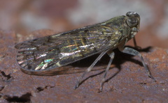 Melanoliarus placitus