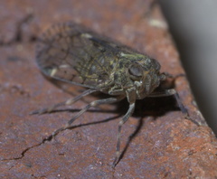 Melanoliarus placitus