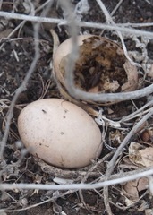 Nothoprocta pentlandii