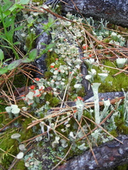 Cladonia deformis
