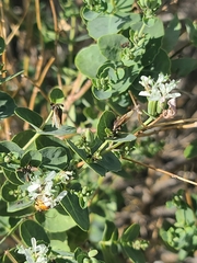 Guardiola platyphylla, photograph author not stated, no rights reserved