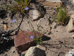 Lobelia capillifolia